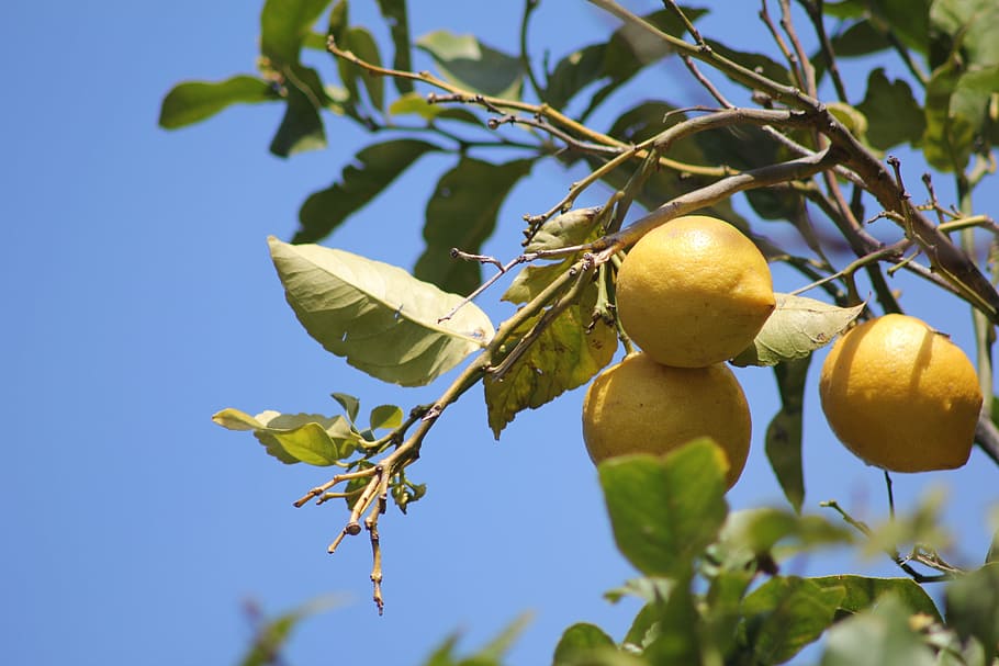 Zitronenbaum, Zitronen, Obst, sauer, Baum, bio, Zitrusfrüchte, Früchte, Blatt, Essen und Trinken, Lebensmittel, Flachwinkelansicht, Pflanze, gesundes Essen, Wachstum, Pflanzenteil, Frische, Natur, Himmel, Nahansicht, Fokus auf den Vordergrund, keine Leute, grüne Farbe, Tag, Obstbaum, Ast, draußen, reif, 2K
