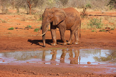 Castanho, elefante, de pé, ao lado, estagnado, agua, tsavo, Quênia, temas animais, animais selvagens, animais em estado selvagem, animal, mamífero, bebendo, elefante africano, natureza, vertebrado, safári, um animal, bebida, ninguém, parte do corpo animal, lago, reflexão, ao ar livre, tronco animal, herbívoro, 1080P, CC0, domínio público, royalty free