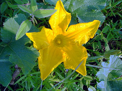 squash, bloem, geel, cucurbita, cucurbitaceae, wijnstok, tuin-, natuur, landbouw, blad, farm, zomer, fabriek, schoonheid in de natuur, bloeiende plant, versheid, bloemblad, groei, breekbaarheid, deel van de plant, kwetsbaarheid, bloeiwijze, bloemhoofd, detailopname, geen mensen, dag, water, buitenshuis, 2K, CC0, publiek domein, royaltyvrij