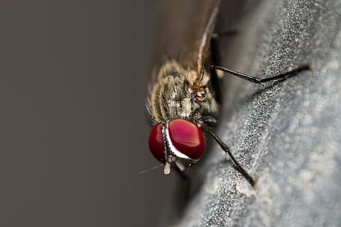 flyve, insekt, makro, et dyr, ingen mennesker, tæt på, dyre temaer, dyreliv, dyr, hvirvelløse, dyr i naturen, rød, dyr kropsdel, dyrefløj, flue, ekstrem nærbillede, natur, bille, selektiv fokusering, zoologi, dyr øje, dyr hoved, dyre mund, 4K, CC0, offentligt domæne, royaltyfrie