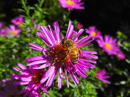 bi, herbstaster, blomst, insekt, aster, have, farverig, honningbi, tæt, violet, efterår blomster, blomstrende plante, skønhed i naturen, plante, hvirvelløse, dyr, blomsterhoved, dyre temaer, et dyr, kronblad, friskhed, skrøbelighed, tæt på, sårbarhed, dyreliv, dyr i naturen, blomsterstand, vækst, ingen mennesker, lyserød farve, bestøvning, lilla, pollen, udendørs, 1080P, CC0, offentligt domæne, royaltyfrie