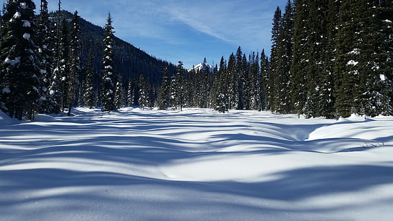 campo di neve, la neve, copertina, alberi, giorno, inverno, albero, montagna, foresta, foresta innevata, ombra, costa ovest, British Columbia, Canada, polvere fresca, sito web di consulenti, albero di neve, temperatura fredda, pianta, Pino, albero di conifere, terra, scenics - natura, natura, ambiente, bosco di pini, la tranquillità, paesaggio, scena tranquilla, nessuno, Pinaceae, bellezza nella natura, bosco, albero sempreverde, all'aperto, livello di superficie, picco di montagna, 5K, CC0, dominio pubblico, privo di copyright
