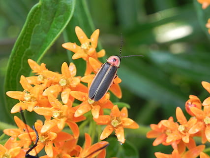 bug di fulmine, asclepiade, insetto, lucciola, natura, firebug, animale, scarafaggio, avvicinamento, macro, pianta, foglia, colore verde, animali allo stato selvatico, un animale, temi animali, fiore, pianta fiorita, invertebrato, fauna selvatica, bellezza nella natura, colore arancione, petalo, fragilità, crescita, vulnerabilità, concentrarsi sulle conoscenze acquisite, freschezza, testa di fiore, nessuno, impollinazione, polline, 2K, CC0, dominio pubblico, privo di copyright