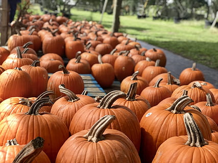 græskar patch, græskar, efterår, høst, oktober, gård, halloween, taksigelse, landbrug, sæson-, græskar gård, sæson, november, mad, mad og drikke, orange farve, stor gruppe af objekter, grøntsag, overflod, dag, sund kost, friskhed, ingen mennesker, natur, velvære, marked, fest, fokus på forgrunden, Mark, organisk, udendørs, detailvisning, 1080P, CC0, offentligt domæne, royaltyfrie
