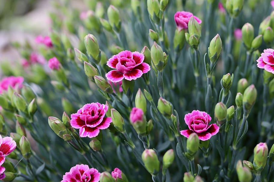 nellike, blomst, nellikerrosa, blomsterstand, blomstre, flor, plante, blomstrende plante, skønhed i naturen, lyserød farve, friskhed, vækst, skrøbelighed, sårbarhed, tæt på, natur, blomsterhoved, ingen mennesker, grøn farve, have, fokus på forgrunden, kronblad, plante del, blad, udendørs, lilla, forår, prydhave, blomsterseng, 5K
