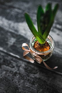 making, little, ornamental, seedling, small, jar, Woman, plant, decoration, ornament, planting, crafting, adornment, leaf, drink, green Color, freshness, herb, close-up, nature, wood - Material, indoors, food and drink, no people, day, table, plant part, still life, high angle view, food, selective focus, focus on foreground, container, wellbeing, transparent, 5K