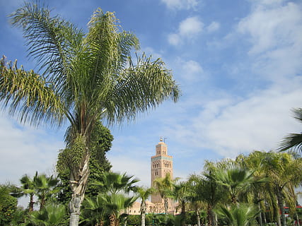 Palma, marocchino, Marrakech, albero, nuvola - cielo, cielo, crescita, destinazioni di viaggio, pianta, clima tropicale, struttura costruita, esterno dell'edificio, architettura, natura, Torre, alto - alto, giorno, turismo, colore verde, costruzione, viaggio, città, nessuno, all'aperto, foglia di palma, grattacielo, palma da cocco, 4K, CC0, dominio pubblico, privo di copyright