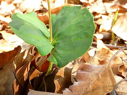 germe, árvore, natureza, folha, outono, temporada, amarelo, origens, plantar, Castanho, parte da planta, fechar-se, sai, dia, beleza na natureza, ninguém, mudança, crescimento, seco, focar em primeiro plano, cor verde, terra, campo, ao ar livre, visão de alto ângulo, luz solar, folha de Carvalho, condição natural, 1080P, CC0, domínio público, royalty free