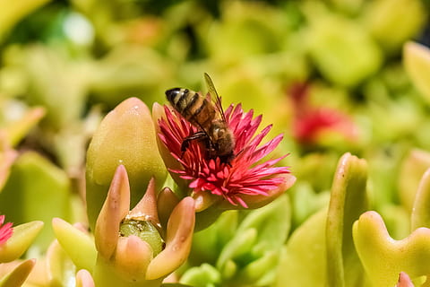 befrugtning, bi, blomst, lyserød, forår, natur, insekt, dyr, makro, sommertid, blomstrende plante, dyreliv, dyre temaer, hvirvelløse, skønhed i naturen, plante, dyr i naturen, et dyr, skrøbelighed, friskhed, sårbarhed, tæt på, kronblad, vækst, blomsterhoved, bestøvning, ingen mennesker, pollen, 4K, CC0, offentligt domæne, royaltyfrie