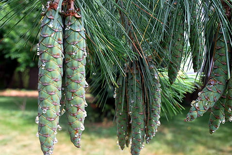 cono, coni, grappolo, albero, linfa, aghi, pianta, crescita, colore verde, natura, giorno, bellezza nella natura, concentrarsi sulle conoscenze acquisite, nessuno, avvicinamento, Pino, ramo, foglia, all'aperto, parte vegetale, la tranquillità, albero di conifere, freschezza, cibo e bevande, sospeso, ago - parte vegetale, albero sempreverde, 4K, CC0, dominio pubblico, privo di copyright