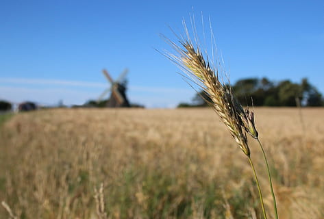 amrum, molí, orella, gra, camp de blat de moro, estiu, agricultura, cultiu, planta de cereals, paisatge, camp, cel, escena rural, terra, blat, planta, creixement, naturalesa, granja, medi ambient, blau, cap gent, centrar-se en primer pla, primer pla, dia, tranquil·litat, a l'aire lliure, madur, 5K, CC0, domini públic, lliure de regalies