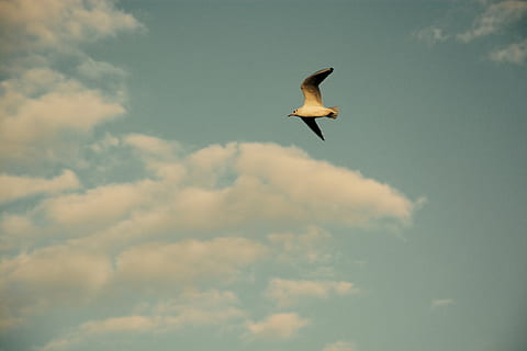 avian, bird, clouds, flight, gull, seagull, sky, wildlife, cloud - sky, flying, animal themes, animal, vertebrate, animal wildlife, animals in the wild, one animal, low angle view, spread wings, mid-air, nature, no people, day, motion, outdoors, beauty in nature, 5K