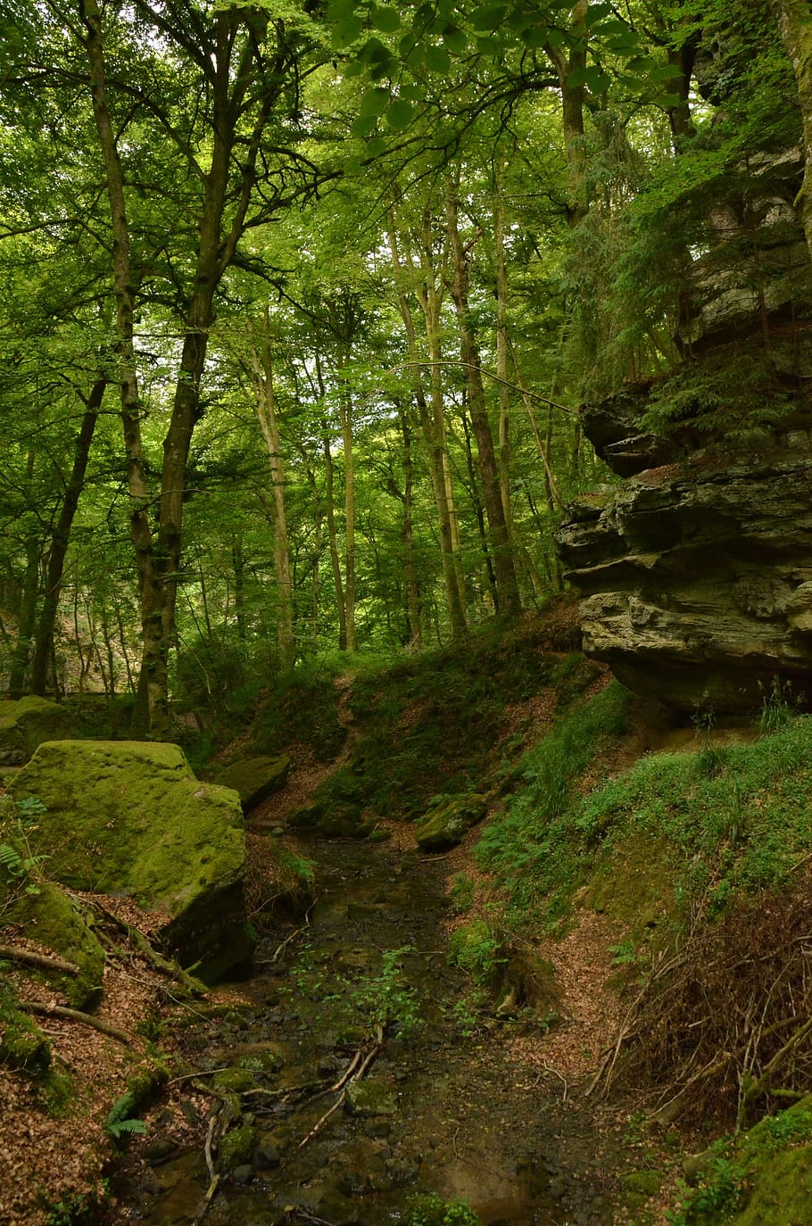 roca, bosc, fosc, alçada, rock, bosc, verd, echternach, Luxemburg, naturalesa, arbre, paisatge, escenics, a l'aire lliure, rock - object, color verd, cap gent, paisatges, molsa, bellesa a la natura, àrea salvatge, pedra - objecte, tranquil·litat, planta, terra, creixement, dia, escena tranquil·la, escena no urbana, escenics - natura, tronc de l'arbre, tronc, fullatge, exuberant fullatge, ruta, selva tropical, 4K