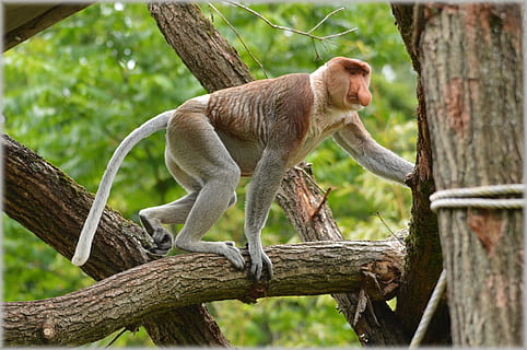 proboscis opice, vzácný, divoký, opice, exotický, les, džungle, druh, volně žijících živočichů, deštný prales, safari, strom, zachování, býložravec, park, životní prostředí, rezervovat, místo výskytu, velký nos, ekologie, zoo, lezení, přírodní, savec, venkovní, zvířat, zvířata ve volné přírodě, jednoho zvířete, zvíře, primát, větev, obratlovců, rostlina, nikdo, den, kmen stromu, Příroda, kufr, dřevo - materiál, zaměřit se na popředí, boční pohled, venku, 1080P, CC0, veřejná doména, bez autorských práv