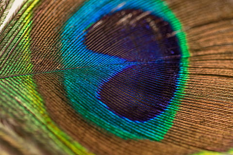 fotografia, piuma di pavone, macrofotografia, verde, Marrone, blu, Home decor, piuma, pavone, animale, multicolore, natura, uccello, avvicinamento, colori, sfondi, colore verde, modello, colore vibrante, macro, immagine a colori, animali e animali domestici, iridescente, temi animali, nessuno, modello naturale, vulnerabilità, segni di animali, vertebrato, fragilità, fotogramma intero, bellezza nella natura, un animale, morbidezza, all'aperto, effetto strutturato, color turchese, 5K, CC0, dominio pubblico, privo di copyright