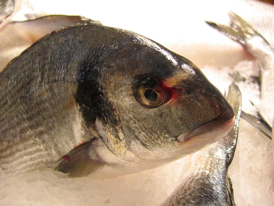 peşte, biban, scară, animale, un animal, animale sălbatice, animal, animale tematice, fructe de mare, animale vertebrate, a închide, animale în sălbăticie, nici o persoana, să se concentreze asupra primelor elemente, partea corpului animalului, natură, zi, cap de animal, în aer liber, alimente, pasăre, vedere laterală, cioc, ochi de animale, 720P