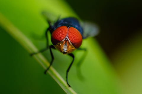 macro shot, fly, leaf, close-up, insect, little, macro, one animal, animal themes, invertebrate, animal, animals in the wild, animal wildlife, green color, no people, animal body part, plant part, selective focus, plant, nature, extreme close-up, zoology, outdoors, animal wing, animal eye, animal head, 2K, CC0, public domain, royalty free