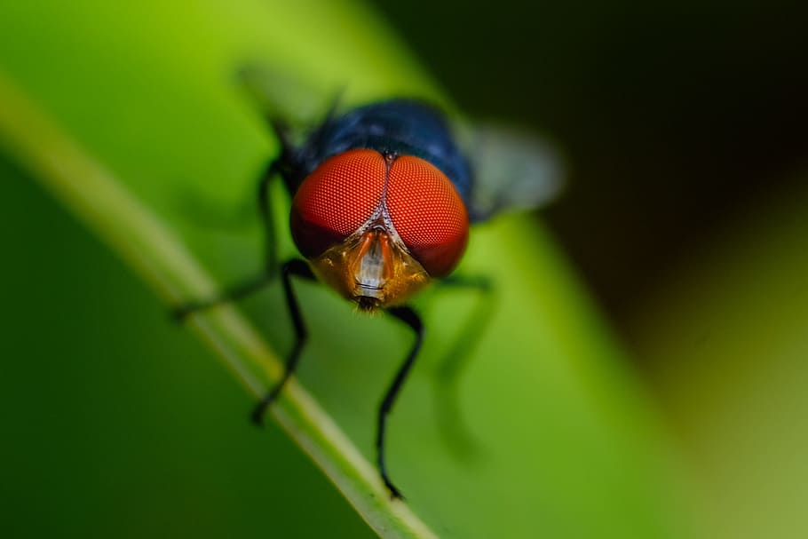 tret macro, volar, full, primer pla, insecte, poc, macro, un animal, temes d'animals, invertebrat, animal, animals a la natura, fauna animal, color verd, cap gent, part del cos dels animals, part de la planta, enfocament selectiu, planta, naturalesa, primer pla extrem, zoologia, a l'aire lliure, ala dels animals, ull d’animals, cap d’animals, 2K