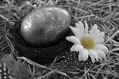 Osterei, Ei, Dekoration, Ostern, Ei, Dekoration, Osterdekoration, Frohe Ostern, Schwarz und weiß, Blume, Osterdekorationen, Brauch, Heu, Ostergrüße, Osterfeier, Zerbrechlichkeit, Natur, Frische, Blütenkopf, Nahansicht, Pflanze, blühende Pflanze, Verletzlichkeit, Schönheit in der Natur, Blütenblatt, Wachstum, keine Leute, Blütenstand, Lebensmittel, Tag, Essen und Trinken, High Angle View, Feld, draußen, 4K, CC0, gemeinfrei, lizenzfrei