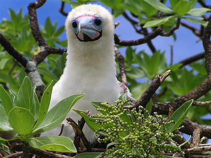 fugl, træ, grene, booby chick, natur, uden for, tæt på, makro, ingen mennesker, et dyr, dyr i naturen, dyre temaer, dag, dyreliv, dyr, plante, hvirveldyr, plante del, blad, afdeling, fokus på forgrunden, lav vinkel visning, vækst, grøn farve, udendørs, 720P, CC0, offentligt domæne, royaltyfrie