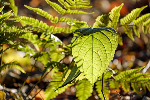 selektiv fokusfotografering, grønn, blad plante, bak, bregne, blad, baklys, Lukk, ark rammeverk, sol, bokeh, humør, lys, skog, natur, grønn farge, vekst, anlegg, nærbilde, dag, utendørs, ingen folk, skjønnhet i naturen, plante del, fokusere på forgrunnen, tre, selektiv fokusering, sollys, friskhet, mat, sårbarhet, mat og Drikke, gren, blader, nåletre, 4K, CC0, offentlig domene, opphavsrett gratis