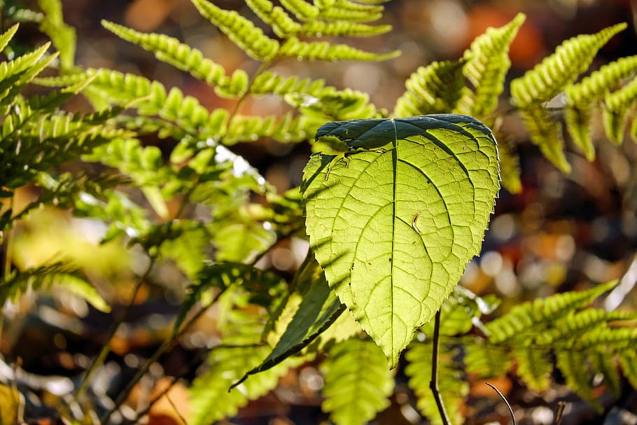 fotografia a fuoco selettivo, verde, pianta fogliare, dietro a, felce, foglia, luce posteriore, vicino, quadro del foglio, sole, bokeh, umore, luce, foresta, natura, colore verde, crescita, pianta, avvicinamento, giorno, all'aperto, nessuno, bellezza nella natura, parte vegetale, concentrarsi sulle conoscenze acquisite, albero, messa a fuoco selettiva, luce del sole, freschezza, cibo, vulnerabilità, cibo e bevande, ramo, le foglie, albero di conifere, 4K