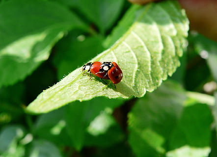 marieta, maridatge, fulla verda, primavera, escarabat, insecte, invertebrat, animal, temes d'animals, animals a la natura, fauna animal, part de la planta, full, un animal, color verd, primer pla, planta, dia, enfocament selectiu, naturalesa, cap gent, creixement, vermell, a l'aire lliure, petit, 1080P, CC0, domini públic, lliure de regalies