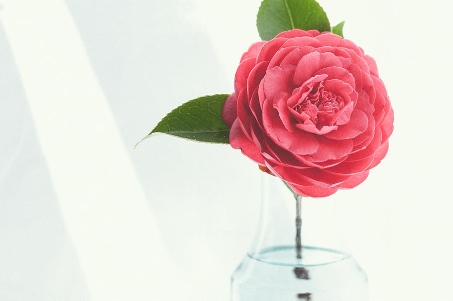 lyserød, petaled blomst, klar, glas vas, overfladisk, fokus fotografering, blomst, Camelia, pæon, blad, vase, rosenblomst, rød, natur, plante, kærlighed, kronblad, romantik, enkeltblomst, buket, tæt på, ingen mennesker, lyserød farve, dråbe, hvid baggrund, skønhed i naturen, Rose, blomstrende plante, skrøbelighed, friskhed, sårbarhed, plante del, blomsterhoved, blomsterstand, indendørs, plantestamme, blomster arrangement, 4K