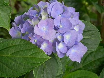 hortensia, blå, flowrs, fiolett, lilla, blomstrer, blomstringen, blomstring, planter, grønn, blader, grønne, dekorative, ornamental, fleurs, fargerik, petals, gjeng, natur, hager, hagearbeid, blomstrende plante, blomst, skjønnhet i naturen, blad, plante del, skjørhet, friskhet, sårbarhet, anlegg, petal, nærbilde, vekst, inflorescence, blomsterhodet, botanikk, dag, grønn farge, ingen folk, utendørs, syrin, en haug med blomster, 4K, CC0, offentlig domene, opphavsrett gratis