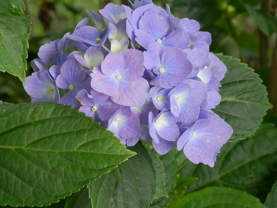 ortensia, blu, flowrs, viola, fiori, fioriture, fioritura, piante, verde, le foglie, frondoso, decorativo, ornamentale, fleurs, colorato, petali, mazzo, natura, giardini, giardinaggio, pianta fiorita, fiore, bellezza nella natura, foglia, parte vegetale, fragilità, freschezza, vulnerabilità, pianta, petalo, avvicinamento, crescita, infiorescenza, testa di fiore, botanica, giorno, colore verde, nessuno, all'aperto, lilla, un mazzo di fiori, 4K