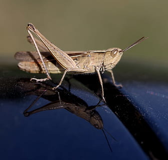 cricket, Insecta, afspejling, tæt på, hvirvelløse, insekt, dyreliv, dyr i naturen, et dyr, dyre temaer, dyr, græshoppe, fokus på forgrunden, natur, ingen mennesker, dyr antenne, dyrefløj, dag, dyr kropsdel, udendørs, plante, sidebillede, selektiv fokusering, 1080P, CC0, offentligt domæne, royaltyfrie