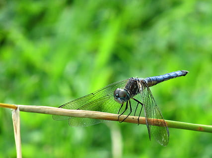 libèl·lula, insecte, error, ala, naturalesa, estiu, blau, temes d'animals, un animal, color verd, animals a la natura, centrar-se en primer pla, animal, invertebrat, fauna animal, ala dels animals, primer pla, planta, cap gent, dia, senyoreta, a l'aire lliure, tija de la planta, creixement, fulla d'herba, 2K, CC0, domini públic, lliure de regalies