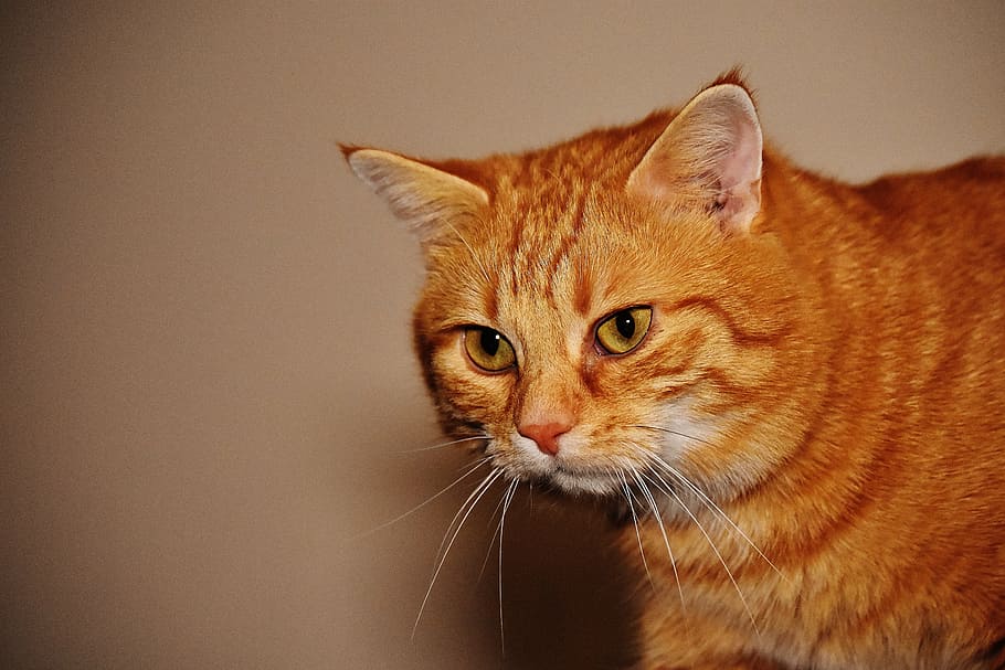 gato, rojo, gracioso, linda, caballa, Tigre, dulce, mimoso, animal, Gato domestico, piel, mundo animal, mascota, adidas, Cara de gato, gato joven, juguetón, tabby caballa roja, gatito, gato rojo, Ojos de gato, un animal, mascotas, temas de animales, animales domesticos, mirando a la cámara, retrato, felino, cabeza de animal, mamífero, nacional, bigotes, de cerca, nadie, parte del cuerpo del animal, vertebrado, Gato anaranjado, parte del cuerpo, atigrado, ojo de animal, 5K