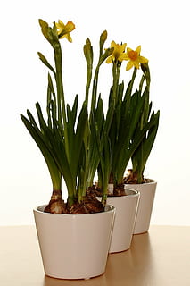 แจกัน, ลิลลี่อีสเตอร์, ฤดูใบไม้ผลิ, กระทะ, ดอกไม้, Narcis, การเจริญเติบโต, ปลูก, ไม้กระถาง, ในบ้าน, ไม่มีคน, สีเขียว, ธรรมชาติ, ความงามในธรรมชาติ, ใกล้ชิด, คุณสมบัติผนังอาคาร, ตาราง, ความอ่อนแอ, ความบอบบาง, ความสด, ส่วนของพืช, ใบไม้, วัน, พืชอวบน้ำ, พื้นหลังสีขาว, กระถางดอกไม้, กระถาง, 1080P, CC0, โดเมนสาธารณะ, ค่าลิขสิทธิ์ฟรี
