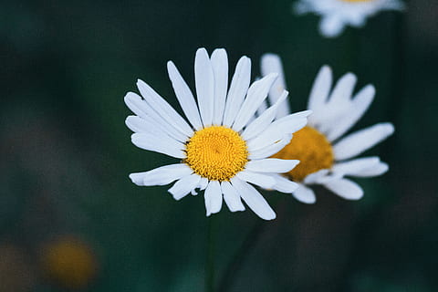 flors de margarida d'ulls de bou, primer pla, fotografia, blanc, flors de margarida, bokeh, tir, margarida blanca, naturalesa, margarida, flor, planta, estiu, planta de camamilla, primavera, prat, a l'aire lliure, pètal, bellesa a la natura, frescor, camamilla, macro, color verd, temporada, herba, groc, fragilitat, cap de flor, planta amb flors, vulnerabilitat, inflorescència, creixement, Color blanc, pol·len, centrar-se en primer pla, cap gent, suavitat, 5K, CC0, domini públic, lliure de regalies