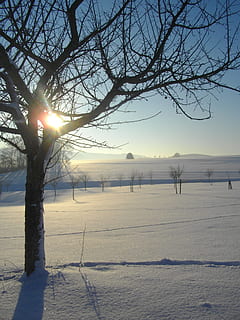 æbletræ, vinter, sne, kold, sol, sne landskab, kold temperatur, himmel, skønhed i naturen, ro, scenics - natur, sollys, træ, rolig scene, bare træ, natur, plante, solstråle, miljø, ingen mennesker, jord, landskab, linseflare, udendørs, is, lyse, snedækket bjerg, 2K, CC0, offentligt domæne, royaltyfrie