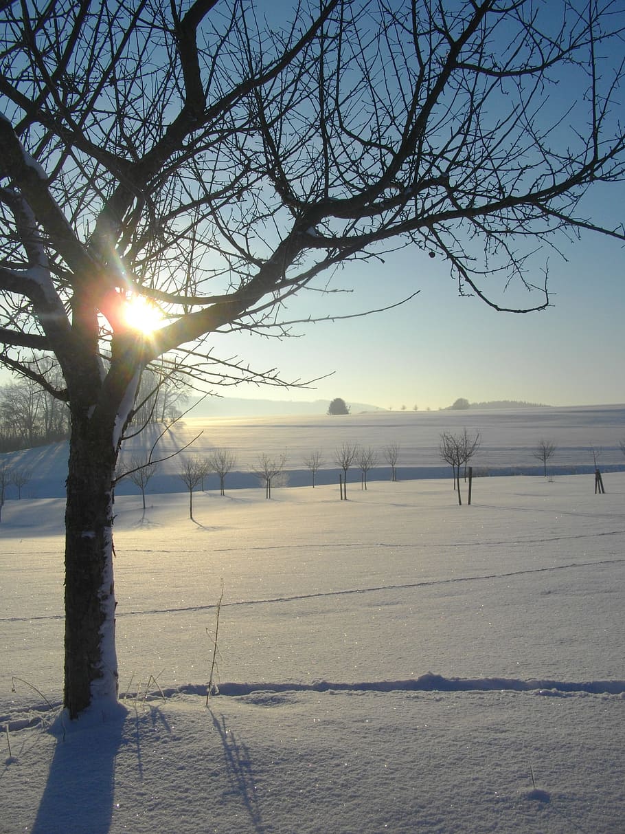 æbletræ, vinter, sne, kold, sol, sne landskab, kold temperatur, himmel, skønhed i naturen, ro, scenics - natur, sollys, træ, rolig scene, bare træ, natur, plante, solstråle, miljø, ingen mennesker, jord, landskab, linseflare, udendørs, is, lyse, snedækket bjerg, 2K