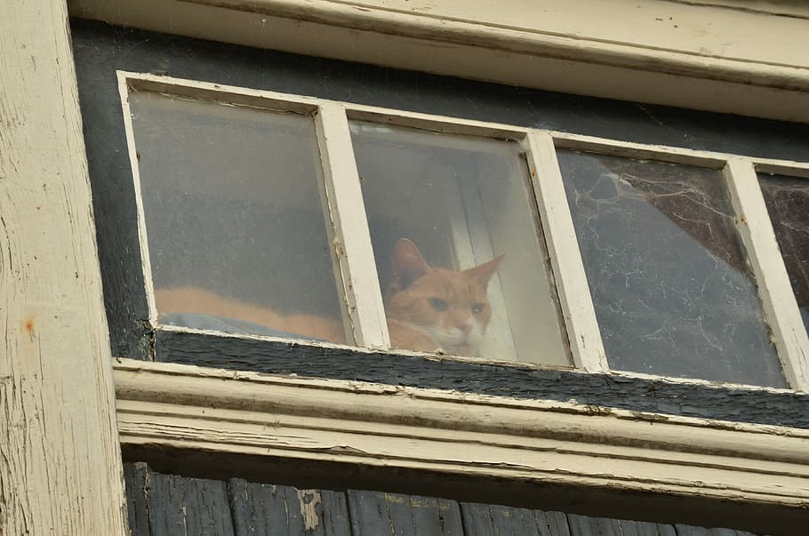 Katze, Haustier, Fensterglas, neugierig, rot, Fenster, Glas, sind, Gebäudehülle, die Architektur, Tag, gebaute Struktur, keine Leute, Tierthemen, Glas - Material, Holz - Material, Tier, ein Tier, Wirbeltier, Haustiere, Säugetier, transparent, inländisch, Hauskatze, Flachwinkelansicht, draußen, Fensterrahmen, Whisker, 4K