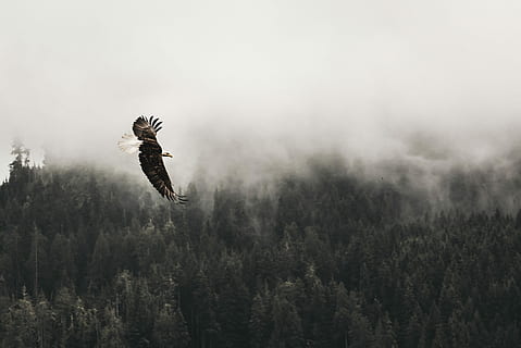 calb, àguila, volant, bosc, durant el dia, negre, aire, sòl, àguila calba, ocell, arbre, boira, rapinyaire, vida salvatge, canviant d'humor, volar, vol, ploma, dom, força, salvatge, fauna animal, animal, animals a la natura, temes d'animals, planta, naturalesa, un animal, dia, ales separades, vertebrats, terra, a l'aire, àguila - ocell, a l'aire lliure, cap gent, 4K, CC0, domini públic, lliure de regalies