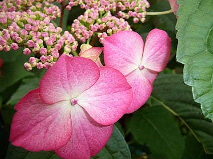 bunga, dekat, hydrangea, warna merah jambu, menanam, daun, daun bunga, tidak ada orang, tanaman berbunga, keindahan di alam, kesegaran, kerapuhan, kerentanan, pertumbuhan, merapatkan, hal berkembang, kepala bunga, bagian tanaman, alam, hari, di luar rumah, botani, musim semi, 2K, CC0, domain publik, bebas royalti