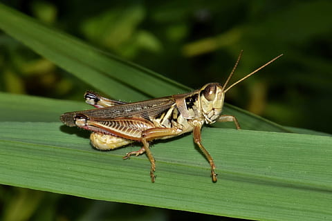 lăcustă, coș, insectă, creatură, animal, a închide, macro, insectă zburatoare, insectă înțepată, iarbă, animale sălbatice, faună, natură, insectoidă, artropod, entomologie, biologie, animale tematice, nevertebrat, animale în sălbăticie, un animal, parte a plantelor, Culoarea verde, frunze, să se concentreze asupra primelor elemente, zi, animal aripă, nici o persoana, plantă, în aer liber, partea corpului animalului, 4K, CC0, domeniu public, fără drepturi de autor