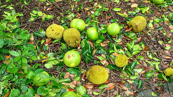 krapai, žemės, kaklas, vaisiai, sveika mityba, žalia spalva, Maistas ir gėrimai, maisto, lapai, augalų dalis, šviežumas, gerovę, nėra žmonių, pobūdį, augalų, augimą, dieną, aukšto kampo vaizdas, lauke, medis, veržlė, 4K, CC0, Viešasis domenas, nemokamai