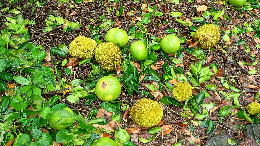 jackfruit, terra, coll, fruita, alimentació saludable, color verd, menjar i beguda, menjar, full, part de la planta, frescor, benestar, cap gent, naturalesa, planta, creixement, dia, vista d’angle alt, camp, a l'aire lliure, arbre, nou, 4K