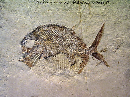 fossil, fisk, sten-, dyr, dyre temaer, dyreliv, ingen mennesker, uddød, natur, hvirveldyr, gammel, palæontologi, dyr i naturen, historie, knogle, rock-objekt, solid, fortiden, klippe, et dyr, udendørs, sandsten, marine, 1080P, CC0, offentligt domæne, royaltyfrie