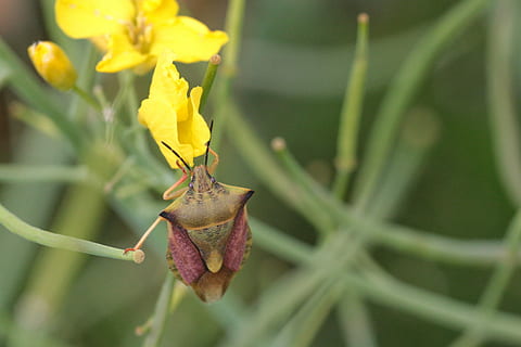 bug leaf, insecte, tancar, macro, foto d’insectes, gatejar, verd, error, planta, creixement, primer pla, flor, part de la planta, planta amb flors, full, naturalesa, bellesa a la natura, fragilitat, centrar-se en primer pla, frescor, color verd, vulnerabilitat, cap gent, groc, dia, a l'aire lliure, pètal, enfocament selectiu, cap de flor, 4K, CC0, domini públic, lliure de regalies