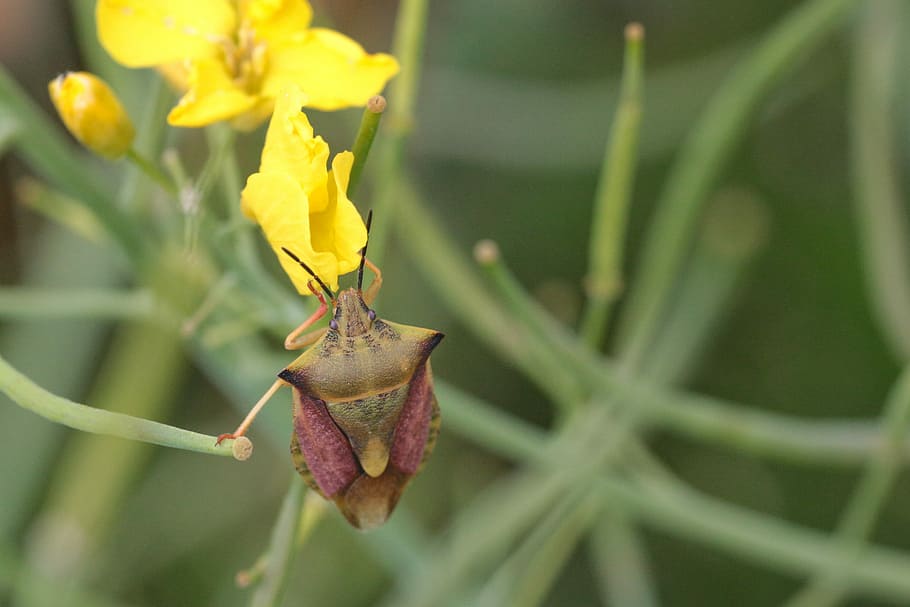 bug leaf, insecte, tancar, macro, foto d’insectes, gatejar, verd, error, planta, creixement, primer pla, flor, part de la planta, planta amb flors, full, naturalesa, bellesa a la natura, fragilitat, centrar-se en primer pla, frescor, color verd, vulnerabilitat, cap gent, groc, dia, a l'aire lliure, pètal, enfocament selectiu, cap de flor, 4K