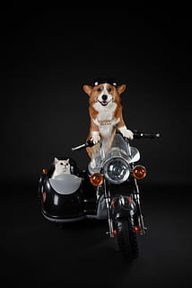 pembroke walijski corgi, perski, jazda konna, motocykl, zwierzęta domowe, pies, jedno zwierzę, tematy zwierzęce, zwierzę, ssak, czarne tło, krajowy, psi, studio strzał, wewnątrz, żadnych ludzi, portret, przedni widok, kręgowiec, zbliżenie, jedzenie i picie, humor, drink, chihuahua - pies, głowa zwierzęcia, 5K, CC0, domena publiczna, darmowe zdjęcia