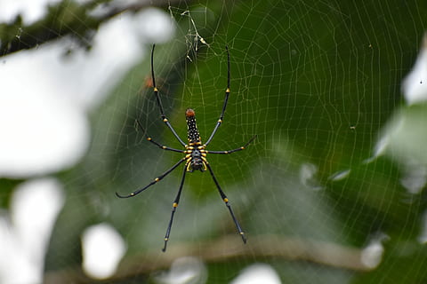 edderkopp, web, insekt, spindelvev, dyr, dyre temaer, virvelløse, arachnid, dyreliv, dyr i naturen, skjørhet, ett dyr, nærbilde, leddyr, overlevelse, dyr bein, fokusere på forgrunnen, sårbarhet, ingen folk, dyr kroppsdel, utendørs, kompleksitet, 5K, CC0, offentlig domene, opphavsrett gratis