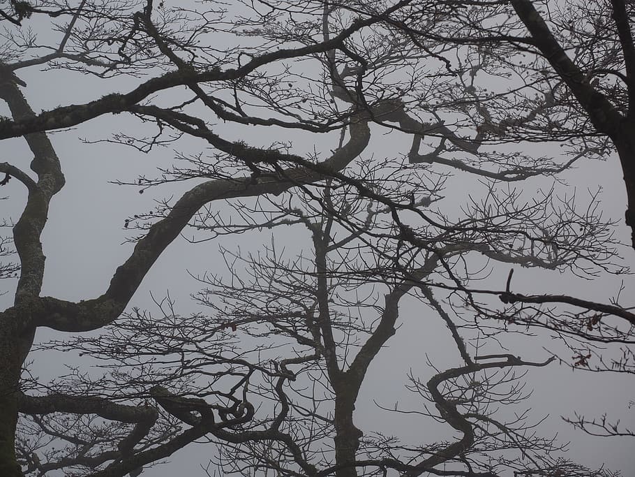 bosc, branques, estètic, arbres, troncs d’arbres, llibre, boira, inquietant, místic, fusta de faig, llibre meteorològic, creux du van, swiss jura, noiraiga, arbre, naturalesa, branca, a l'aire lliure, arbre nu, hivern, cap gent, cel, planta, tranquil·litat, silueta, bellesa a la natura, vista d’angle baix, tronc, tronc de l'arbre, escenics - natura, escena tranquil·la, dia, creixement, cel clar, fons, 4K