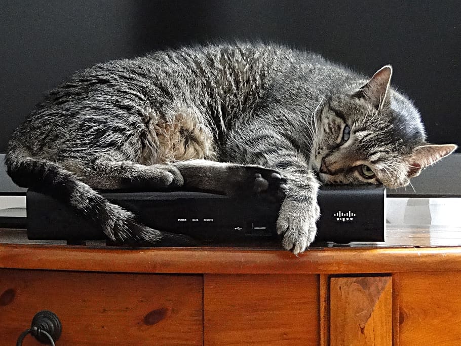 grå, kat, æglæggende, sort, opsætningsboks, kæledyr, sovende, kitty, tiger, striber, vagtsom, klar over, lounging, hvile, træt, dyr, indhold, varm, mærkelig, sjov, ulige, hus kat, søvnig, afslappet, pattedyr, indenlandske kat, feline, dyre temaer, indenlandske, husdyr, lempelse, et dyr, hvirveldyr, indendørs, ingen mennesker, hvilende, bakkenbart, møbel, bord, træ - materiale, ligger ned, 2K